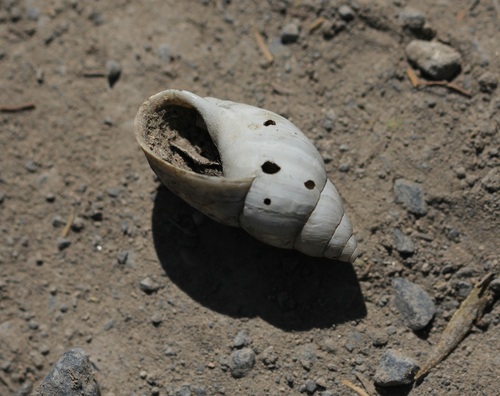 Rabdotus alternatus