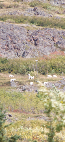 Dall's Sheep