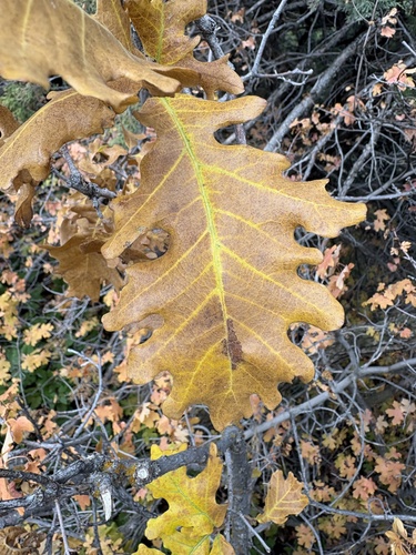 Gambel Oak