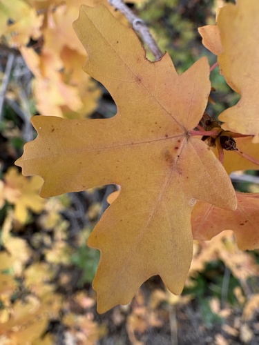 bigtooth maple