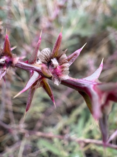 Prickly Russian Thistle