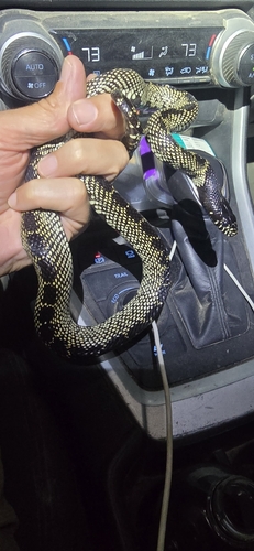 Desert Kingsnake