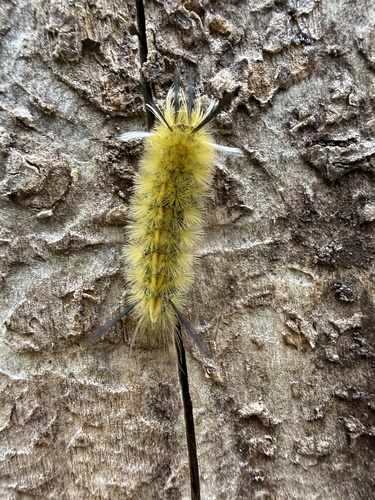 Banded Tussock Moth