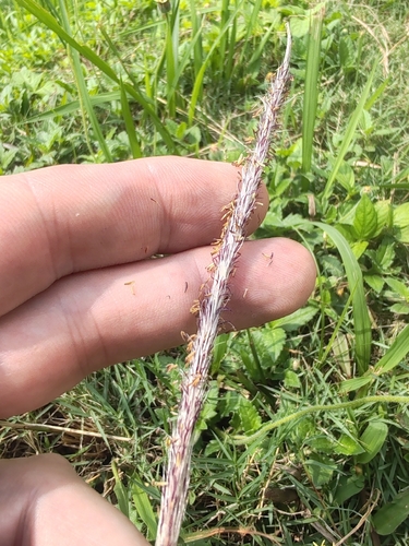 Cogon Grass