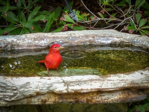Summer Tanager