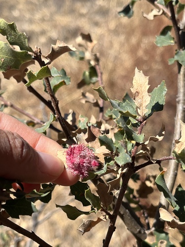 iNaturalist observation photo of Crystalline Gall Wasp