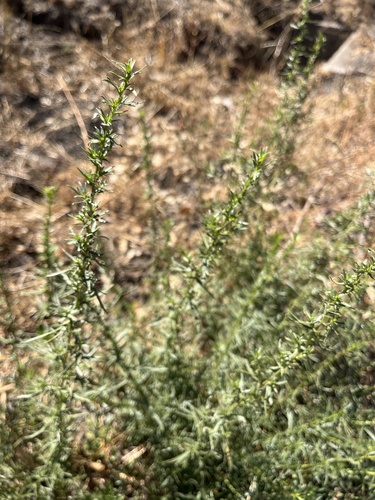 iNaturalist observation photo of Tarragon