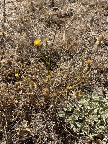 iNaturalist observation photo of Yellow Star-Thistle