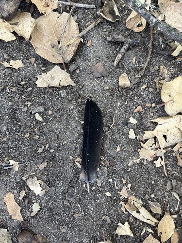 iNaturalist observation photo of Acorn Woodpecker