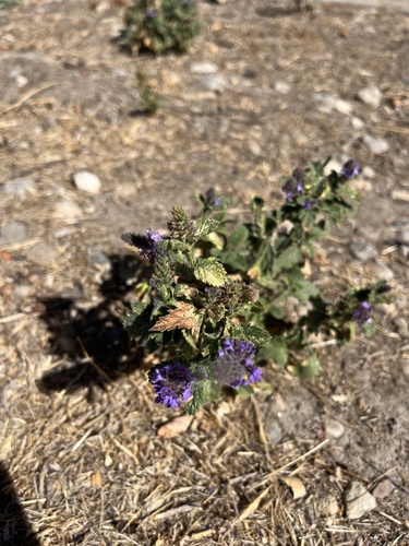 iNaturalist observation photo of vervains
