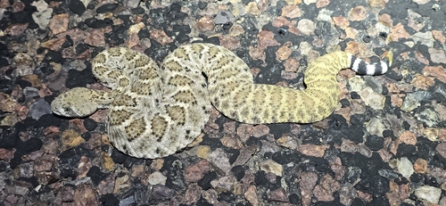 Western Diamond-backed Rattlesnake