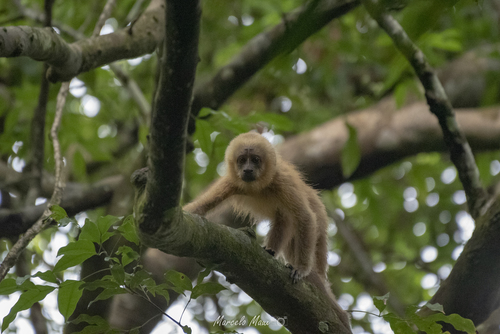 Blonde Capuchin