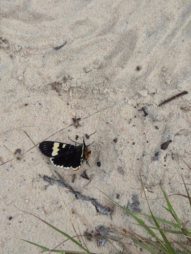 Australian Grapevine Moth