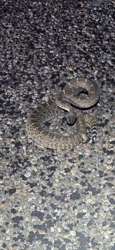 Western Diamond-backed Rattlesnake