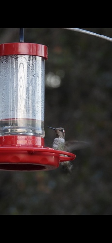 Anna's Hummingbird
