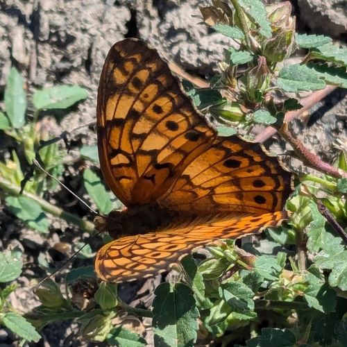 Variegated Fritillary