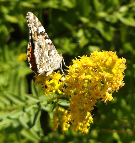 Painted Lady
