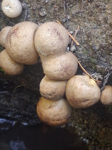 Pear-shaped Puffball