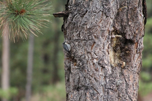 Pygmy Nuthatch