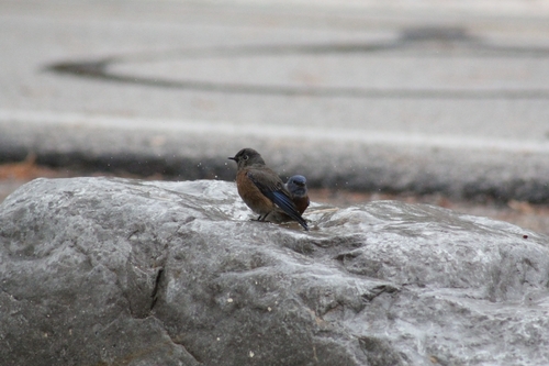 Western Bluebird