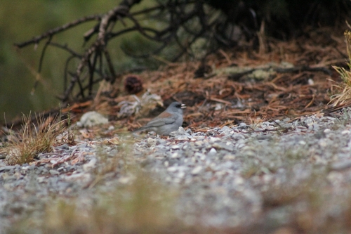 Dark-eyed Junco