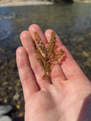 Curly-leaf Pondweed