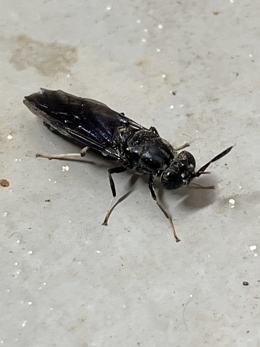 Black Soldier Fly