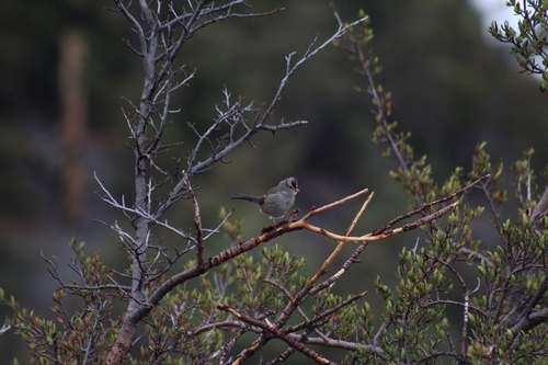 White-crowned Sparrow