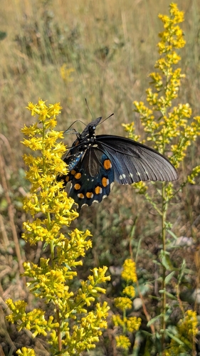 Pipevine Swallowtail