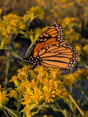 Monarch