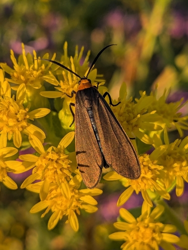 Yellow-collared Scape Moth