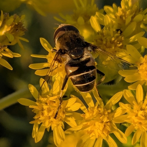 Black-shouldered Drone Fly