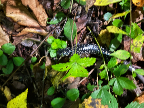 Northern Slimy Salamander