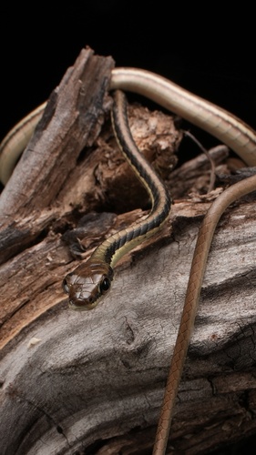 Painted Bronzeback