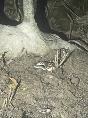 Mangrove Viper