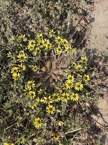 Capeweed