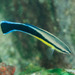 Bluestreak Cleaner Wrasse - Photo (c) Ian Shaw, all rights reserved, uploaded by Ian Shaw