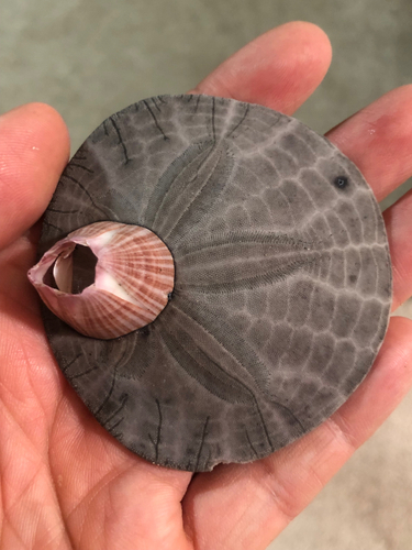 Eccentric Sand Dollar