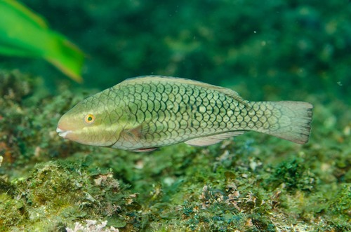 Redlip Parrotfish