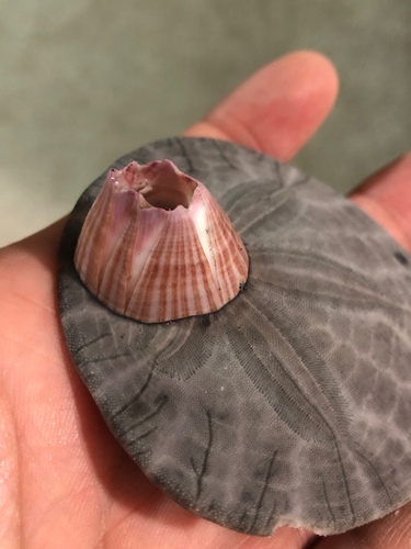 Red-striped Acorn Barnacle