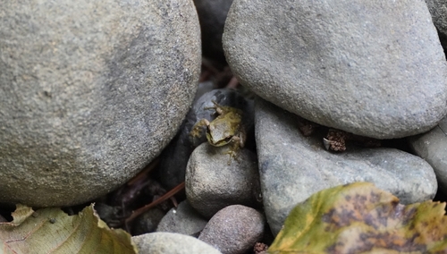 Pacific chorus frog