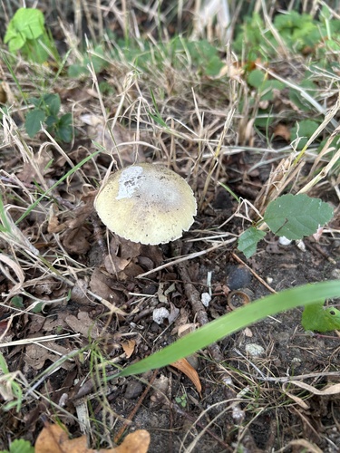 Deathcap