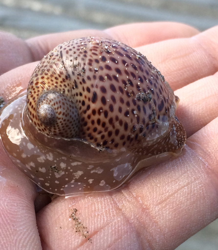 Famous Moon Snails