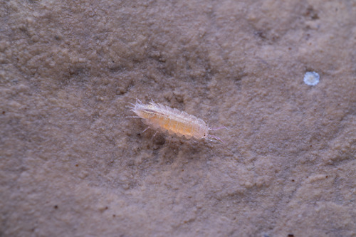 Rosy Woodlouse