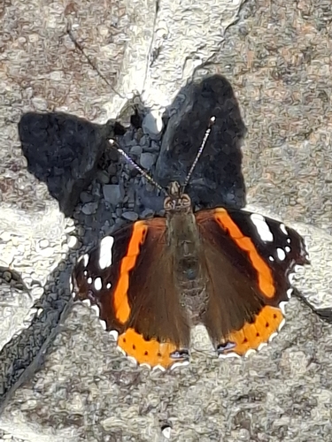 Red Admiral