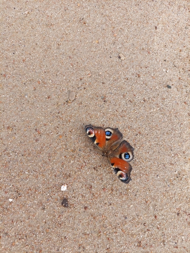 European Peacock Butterfly