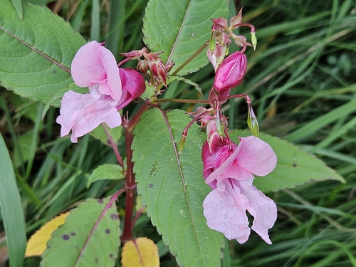 Himalayan balsam