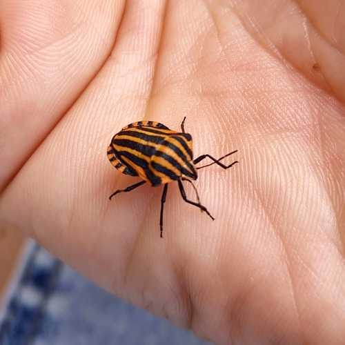 Continental Striped Shield Bug