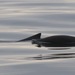 Burmeister's Porpoise - Photo (c) Virginia, all rights reserved, uploaded by Virginia