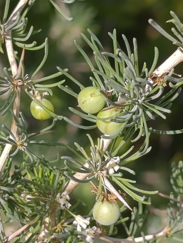Asparagus albus